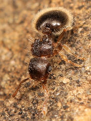 Meranoplus inermis