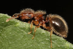 Meranoplus inermis