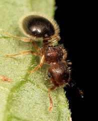 Meranoplus inermis