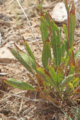 Helianthella microcephala