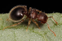 Meranoplus inermis