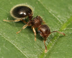 Meranoplus inermis
