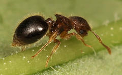 Meranoplus inermis