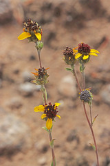 Helianthella microcephala