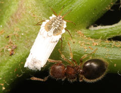 Meranoplus inermis