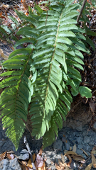 Polystichum californicum × munitum