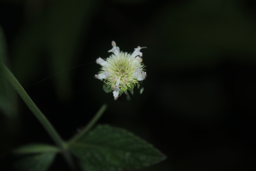 Hyptis lantanifolia