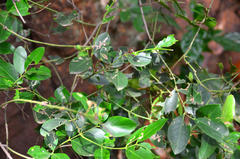 Ficus ingens ingens
