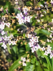 Aloysia citrodora