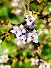 Aloysia citrodora