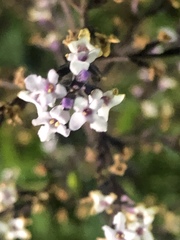 Aloysia citrodora