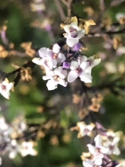 Aloysia citrodora