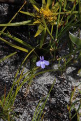 Lobelia setacea