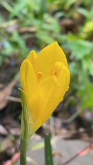 Narcisseae