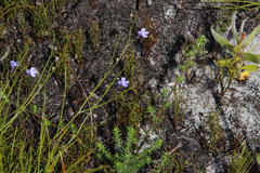Lobelia setacea