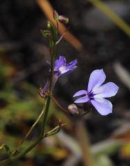 Lobelia setacea