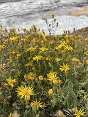 Heterotheca depressa