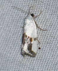 Ponometia dorneri
