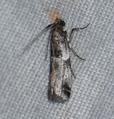 Quasisalebria admixta