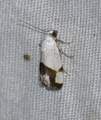 Ponometia dorneri