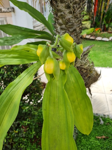 Catasetum viridiflavum, photograph 4