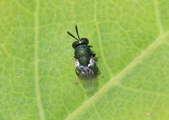 Perilampus hyalinus