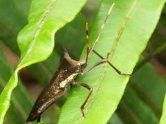 Elasmopoda