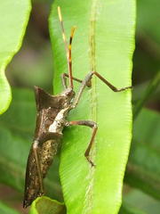 Elasmopoda