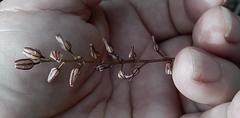 Ornithogalum juncifolium