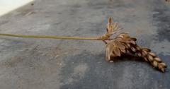Ornithogalum juncifolium