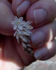 Ornithogalum juncifolium