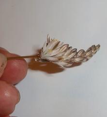 Ornithogalum juncifolium
