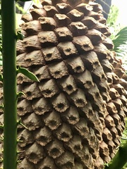 Encephalartos senticosus