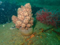 Eunephthya thyrsoidea