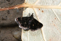 Heliothela wulfeniana