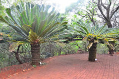 Encephalartos transvenosus