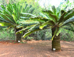 Encephalartos transvenosus
