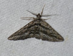 Iridopsis obliquaria