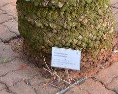 Encephalartos transvenosus