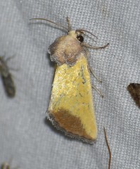 Stiria blanchardi