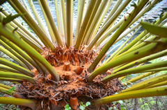 Encephalartos transvenosus