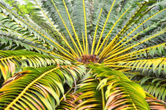 Encephalartos transvenosus
