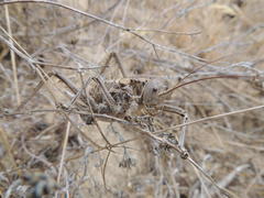 Hetrodes pupus pupus