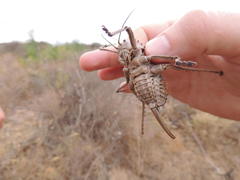Hetrodes pupus pupus