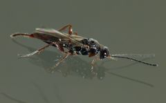 Fustiserphus