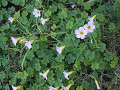 Oxalis caprina