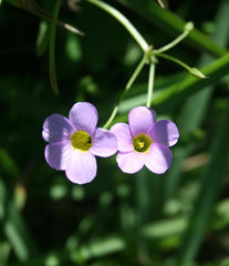 Oxalis caprina