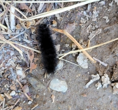 Hypercompe permaculata