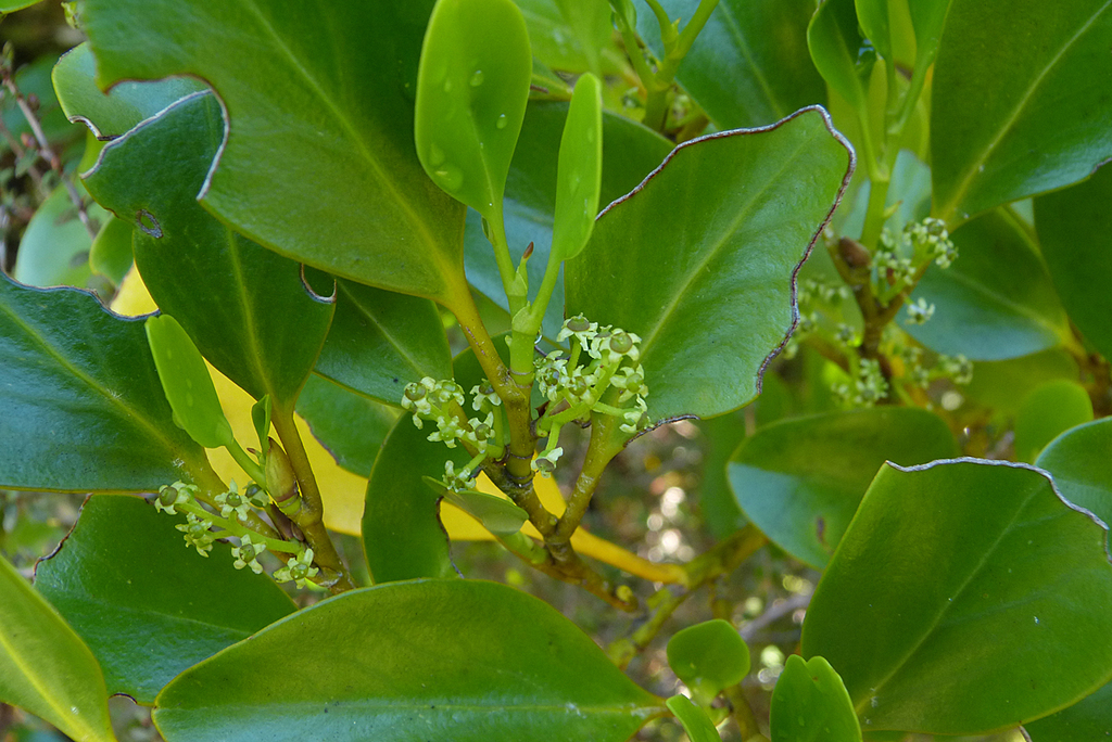 Broadleaf (Beginners Guide to Canterbury Flora) · iNaturalist