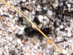 Anoplolepis steingroeveri